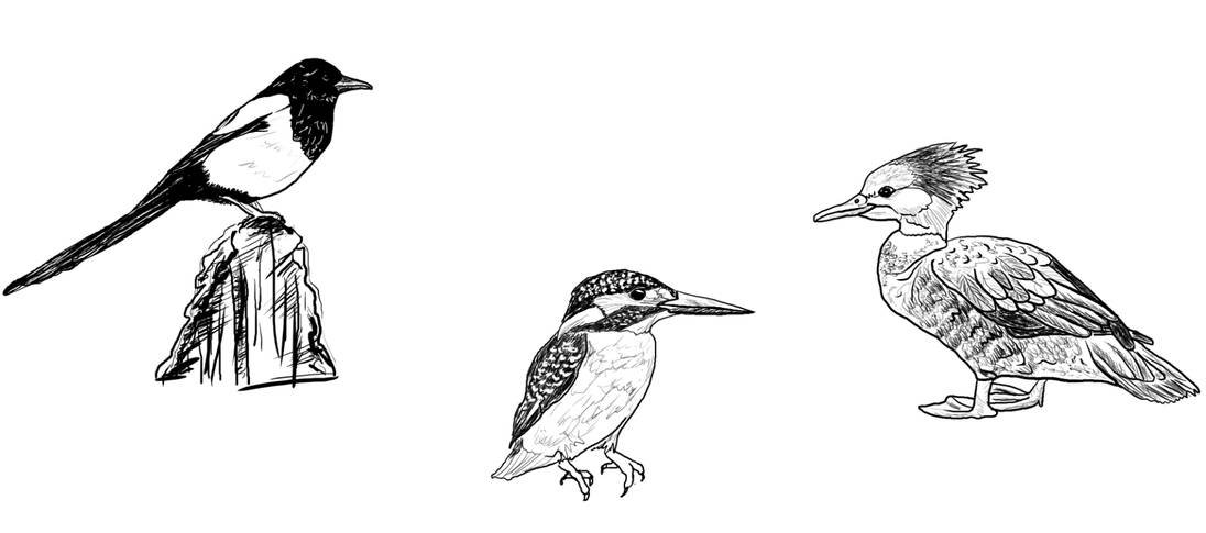 Zeichnungen von Eisvogel, Elster und Gänsesäger in schwarz weiß.